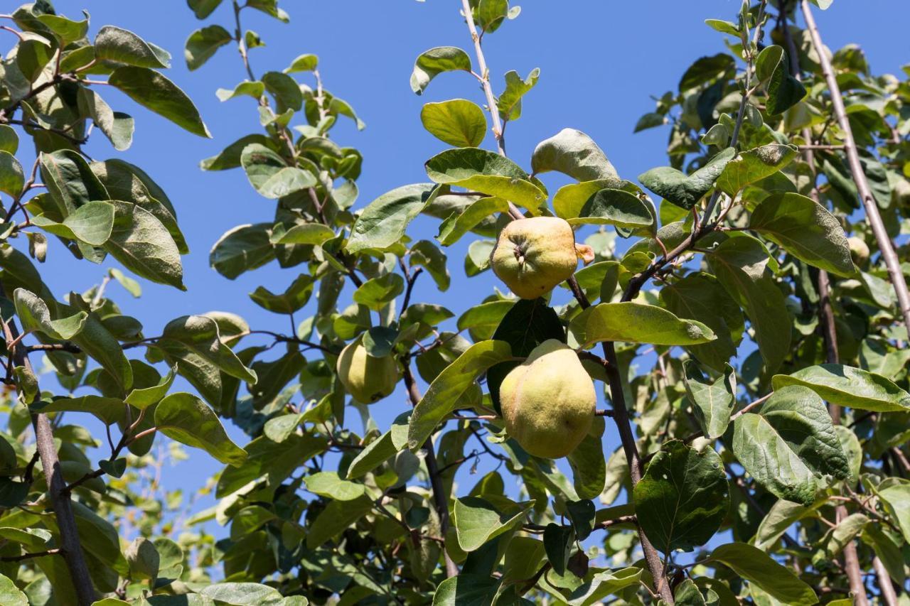 Agallis Corfu * Sokrákion