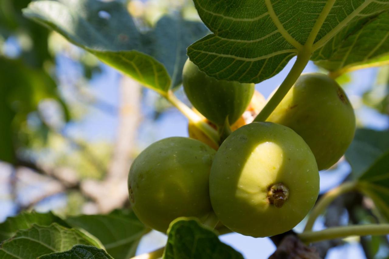 Agallis Corfu Σπίτι διακοπών Σωκράκι